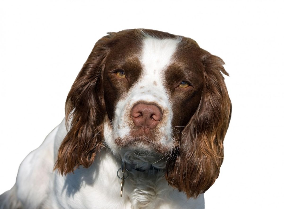 Douglas Laing Mens Springer§ + pudding§ >04190/, MS